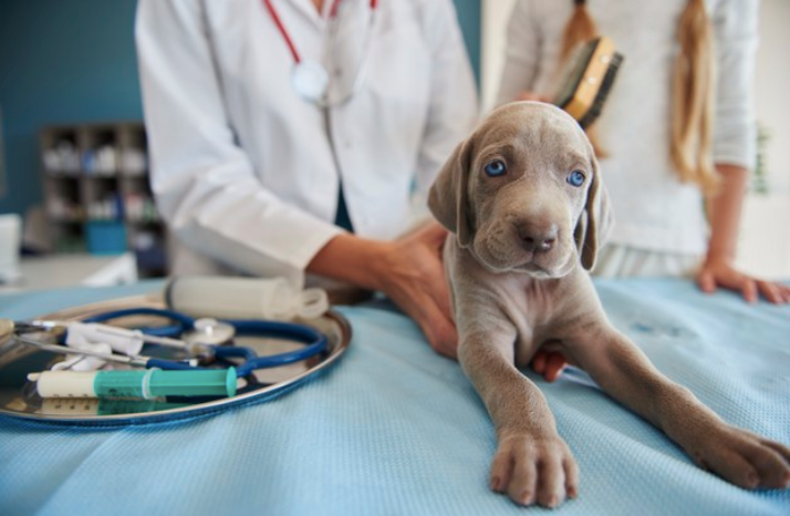 equipos médicos veterinarios