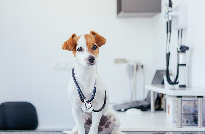 consulta veterinaria
