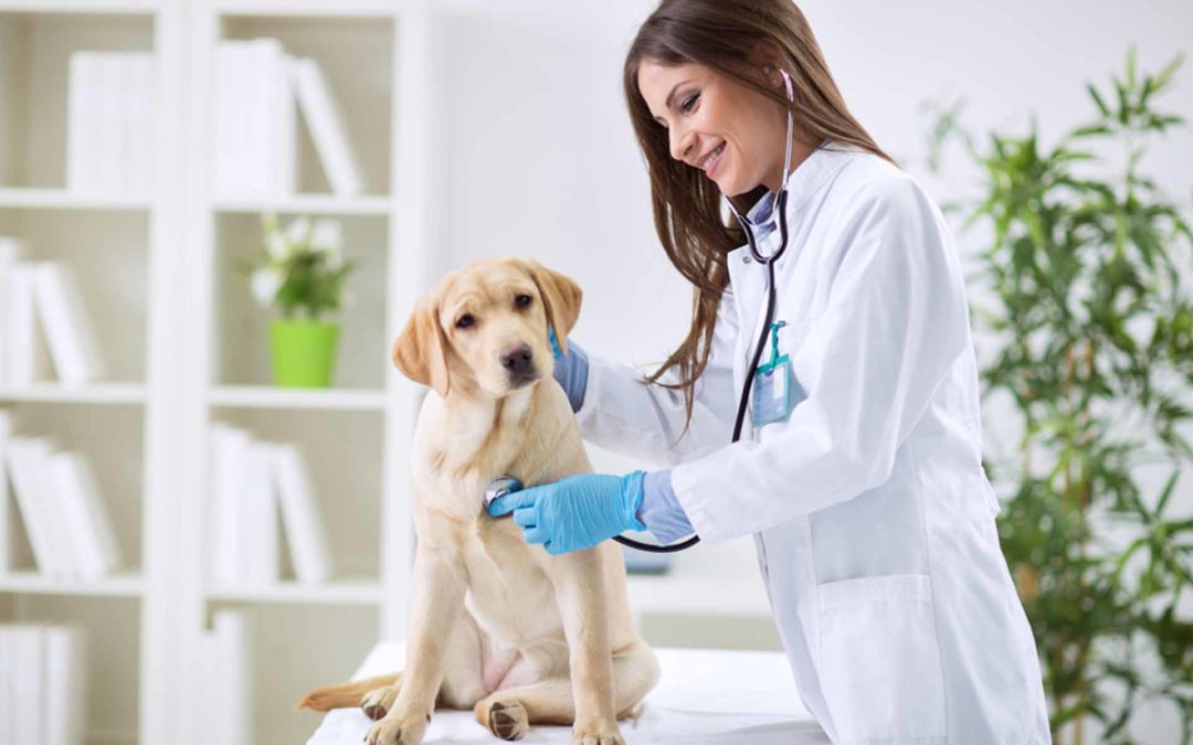 examen médico a una mascota