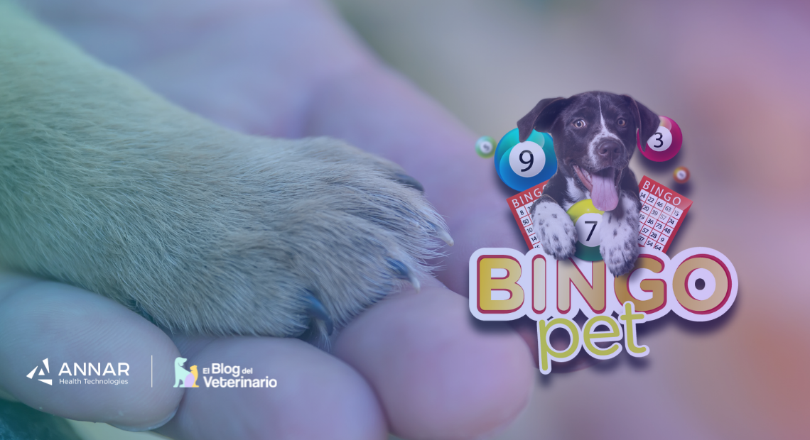 bingo pet
