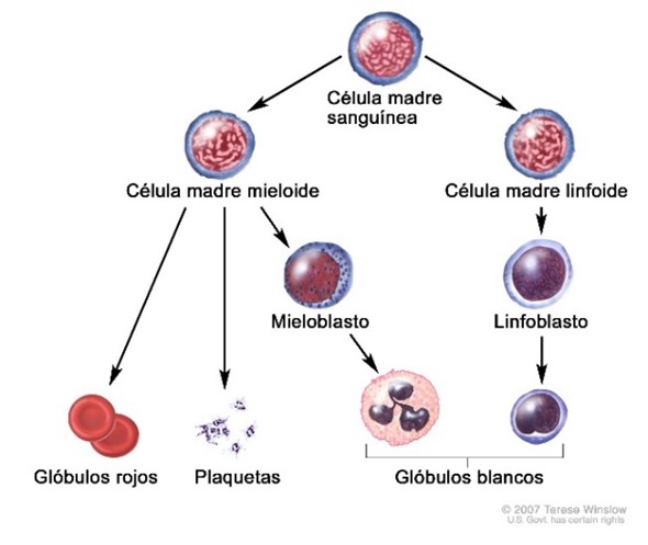 Las células sanguíneas son producidas en la médula ósea y pasan al torrente sanguíneo para cumplir con su función específica. La sangre periférica es la matriz de un hemograma, donde se encuentran 3 líneas celulares: Leucocitos, Eritrocitos y Plaquetas.